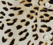 Piper Dress - New Prints